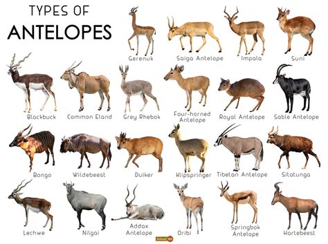 types of antelopes.